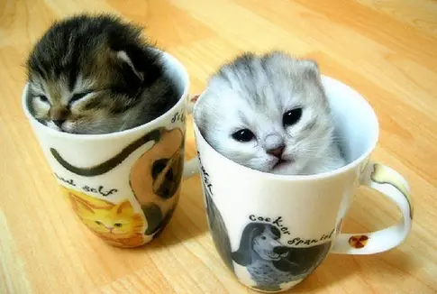 funny images of kittens. funny kittens.