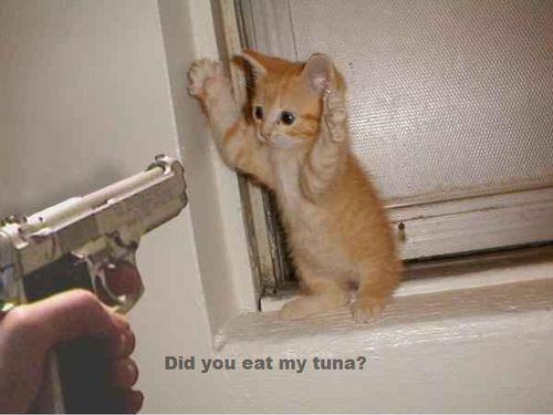 funny kitten pictures. Posted in: Funny Kittens,