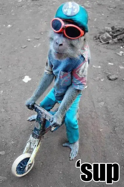 monkey-ridding-bike.jpg