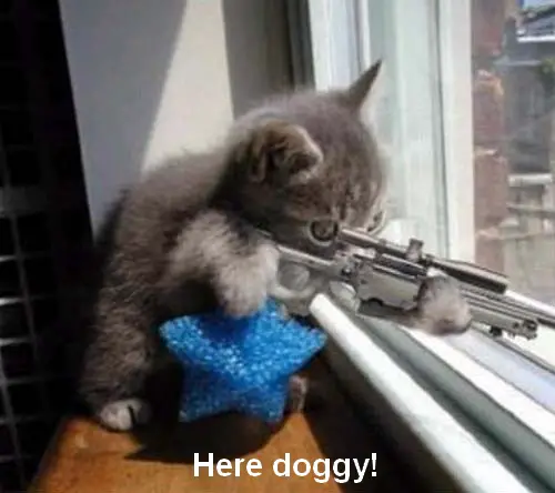 snipercat.jpg