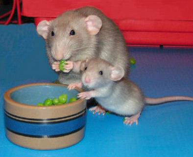 need-to-each-your-veggies.jpg