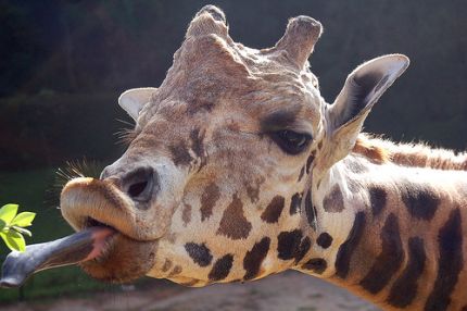 giraffe.jpg